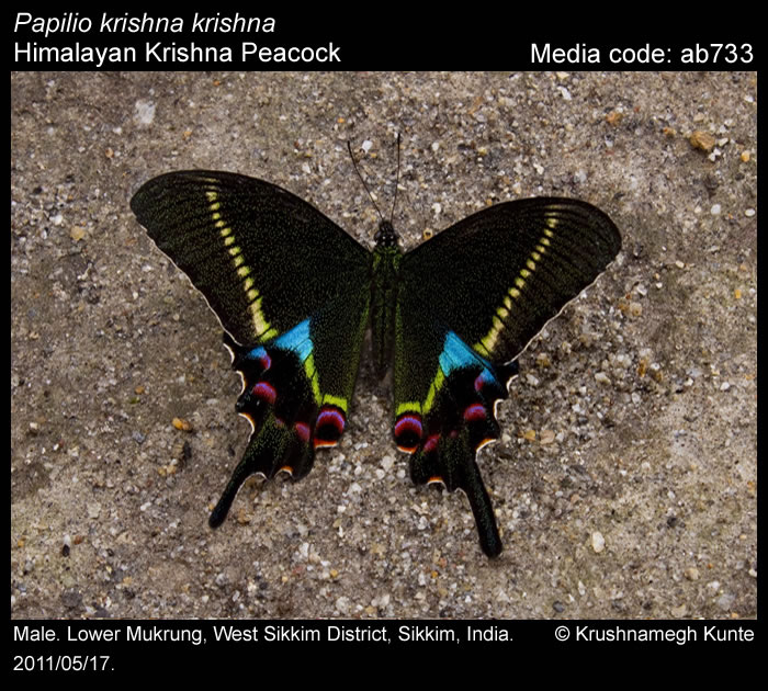 thawgawa Männchen Papilio krishna ssp 