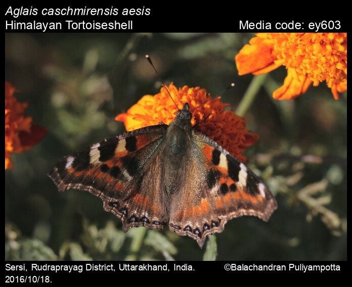 unmounted,papered AGLAIS CASCHMIRENSIS ssp.AESIS**** female******NEPAL 