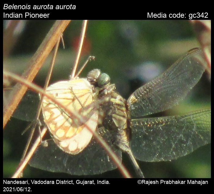 gc342