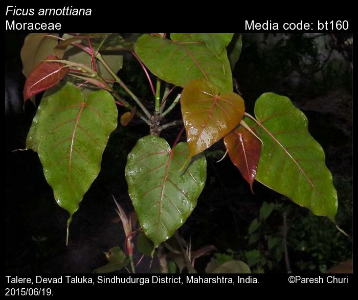 PDF) Guide to the Marantaceae of Reserva Ducke and Rebio Uatumã