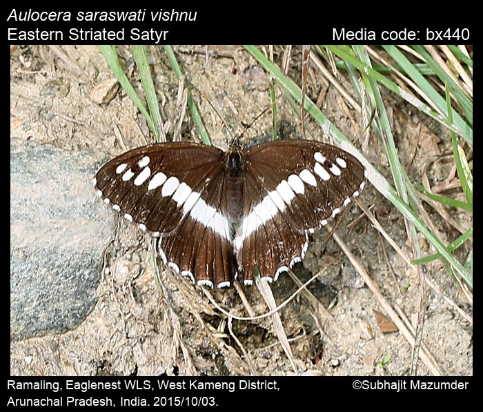 AULOCERA SARASWATI ssp.SARASWATI***male**** India Himalaya Himachal Pradesh 