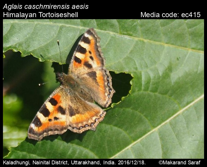 AGLAIS CASCHMIRENSIS ssp.AESIS**** female******NEPAL unmounted,papered 