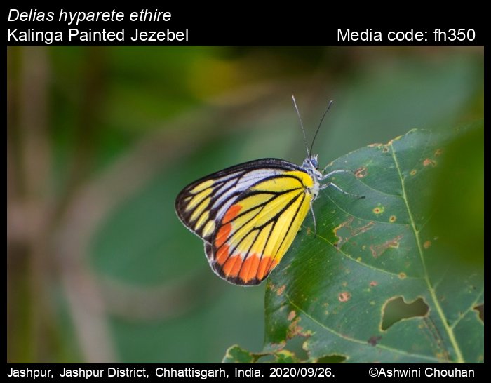 Delias hyparete Pieridae Indonesia aka Painted Jezebel Butterfly m 