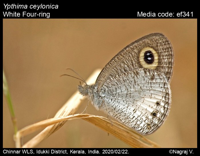 White Four-ring (Ypthima ceylonica Stock Photo - Alamy