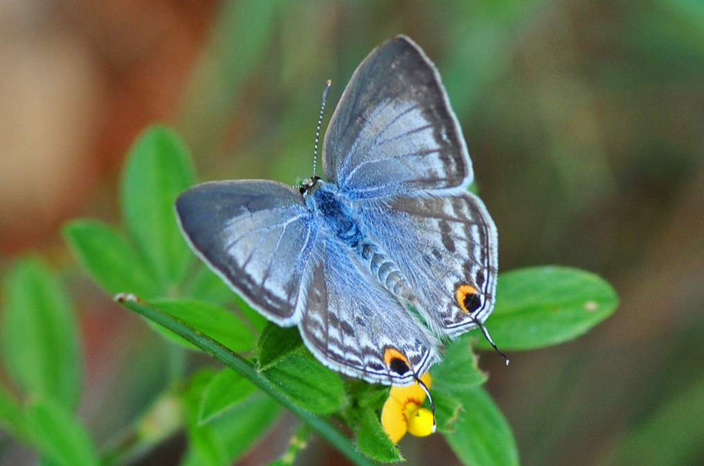  Catochrysops strabo_Rohit Girotra