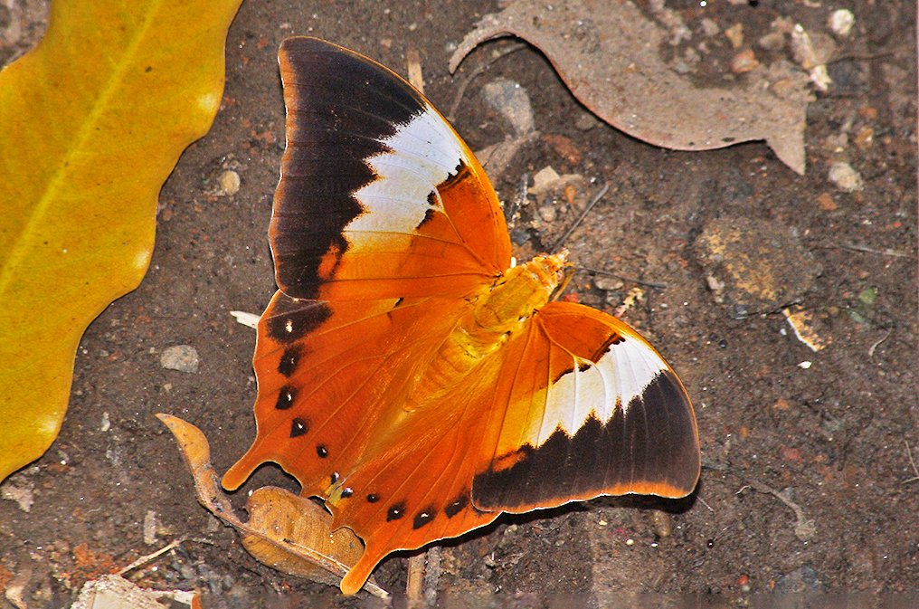 Plain Tawny Rajah by Rohan Lovalekar