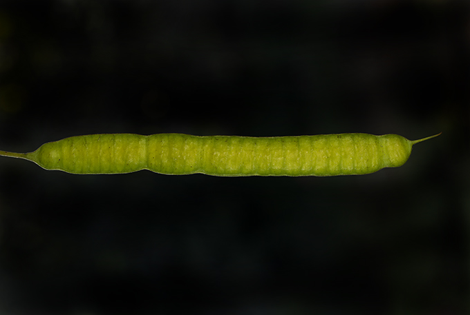 BOI-pnj469