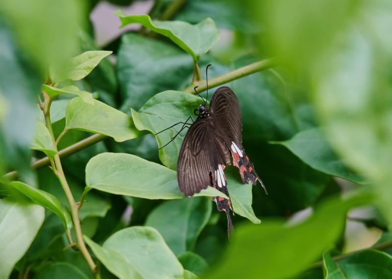 Papilio polytes, Adult