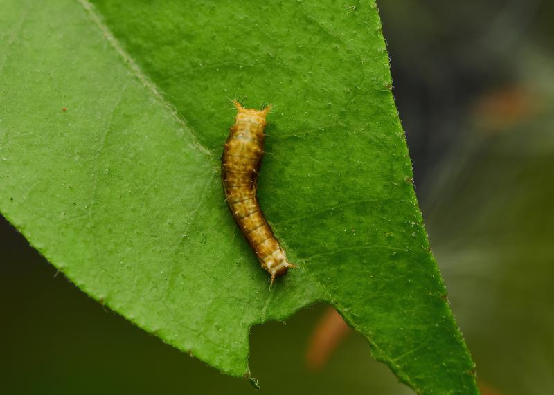 Papilio polytes, Larva