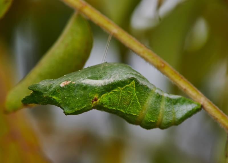 Papilio polytes, Pupa