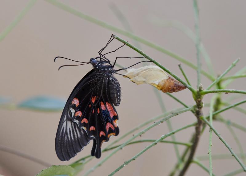 Papilio polytes, Adult