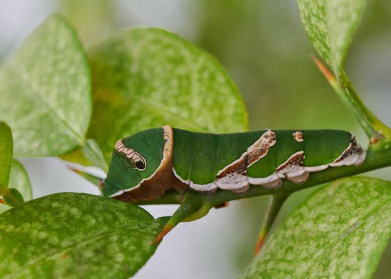 Papilio polytes, Larva