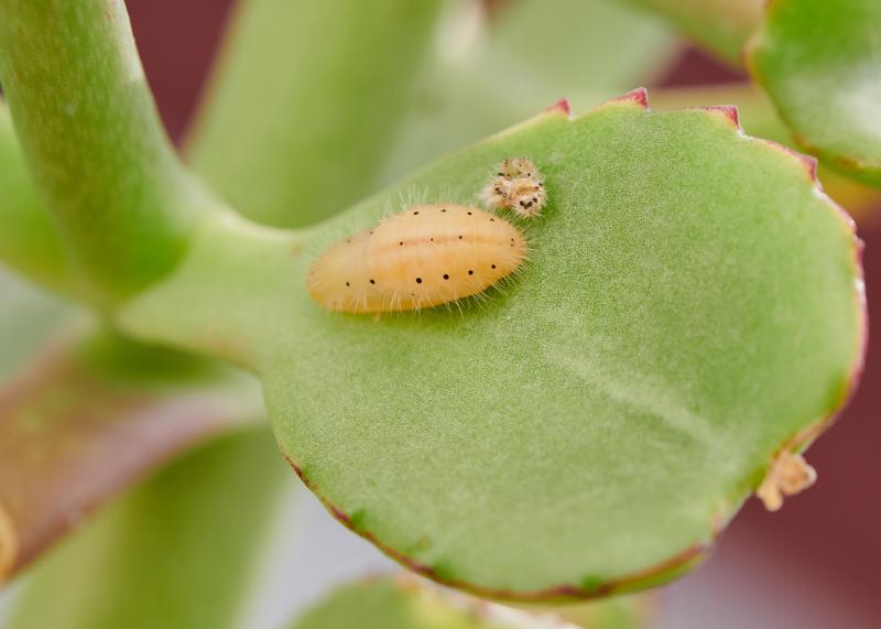 Talicada nyseus nyseus, Larva