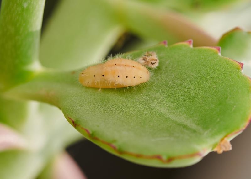 Talicada nyseus nyseus, Larva