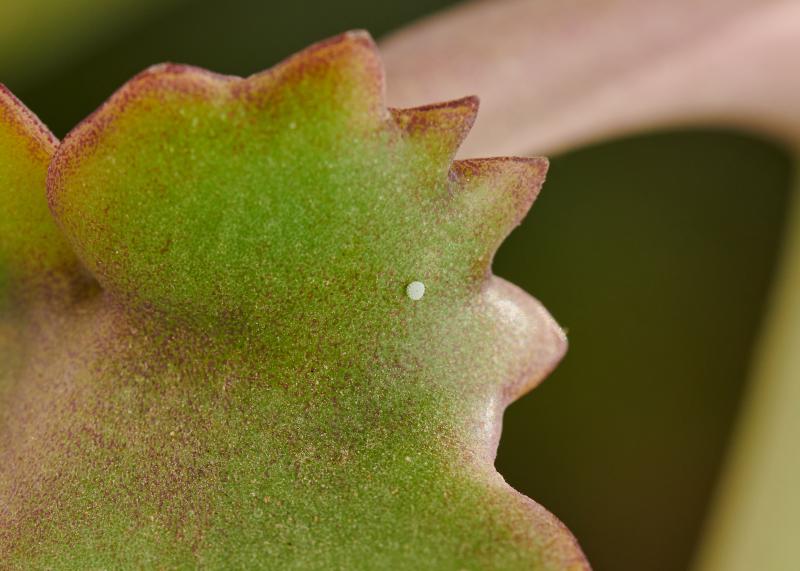 Talicada nyseus nyseus, Egg