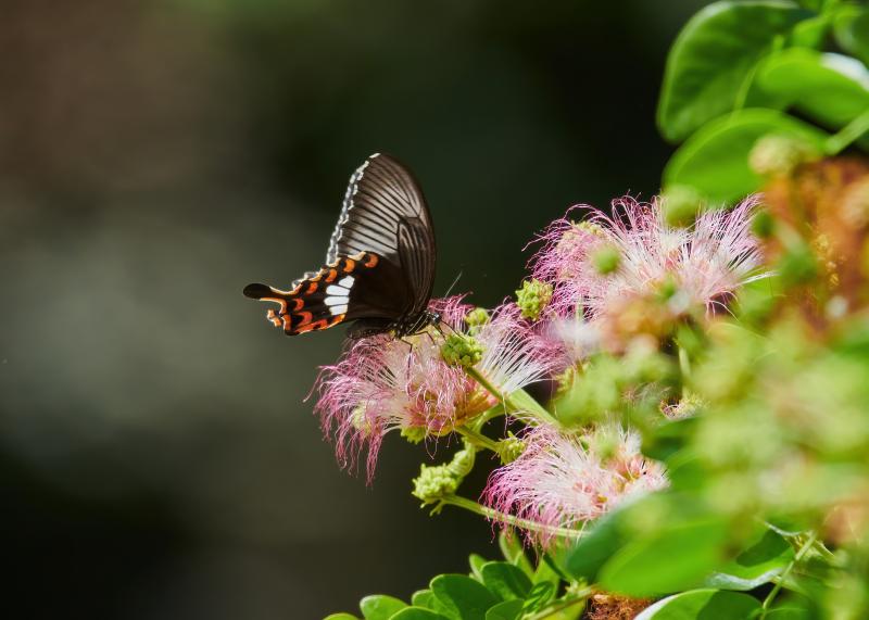 Papilio polytes, Adult
