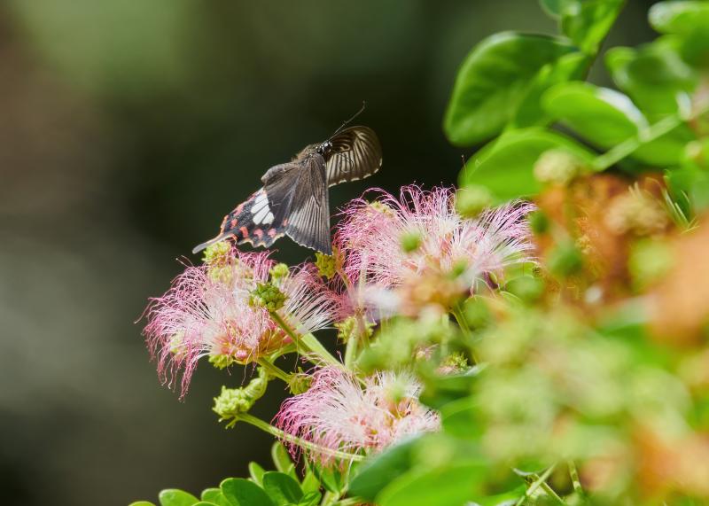 Papilio polytes, Adult