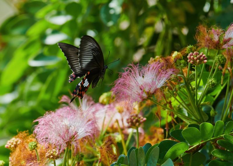 Papilio polytes, Adult