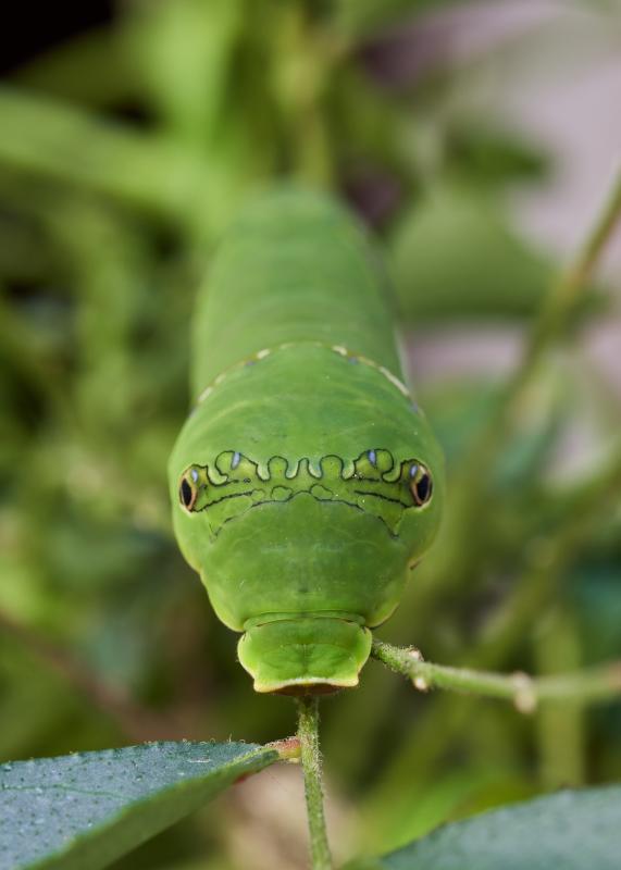 Papilio polytes, Larva
