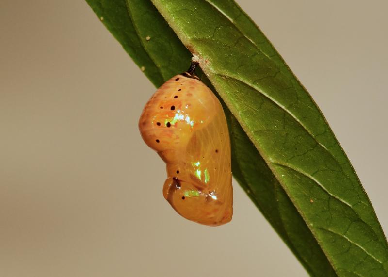 Euploea core core