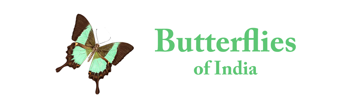Butterflies of India