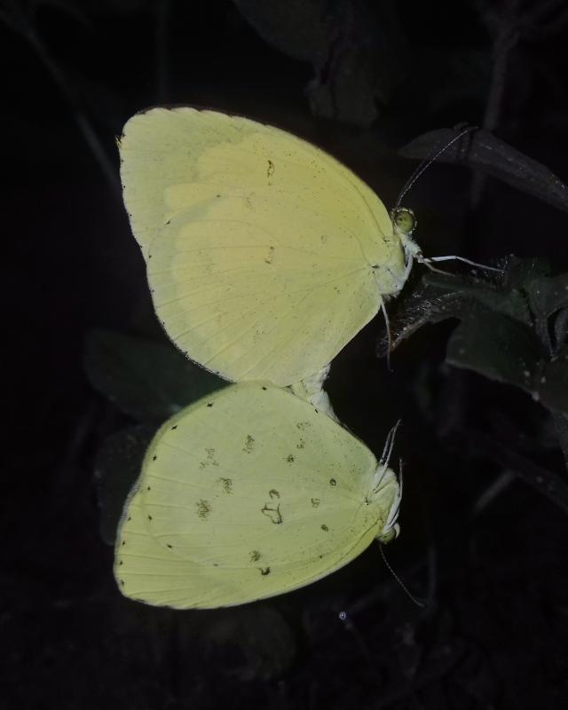 BOI-pne145