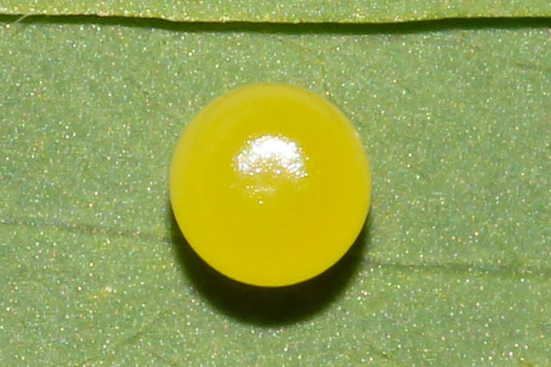 BOI-pmu266