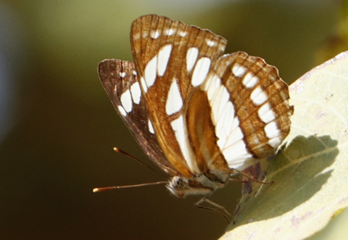 BOI-pnt926
