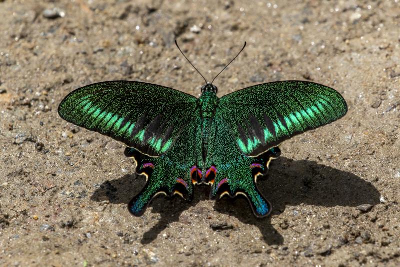 Papilio polyctor | Butterfly