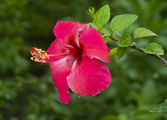 Hibiscus rosa-sinensis | Butterfly