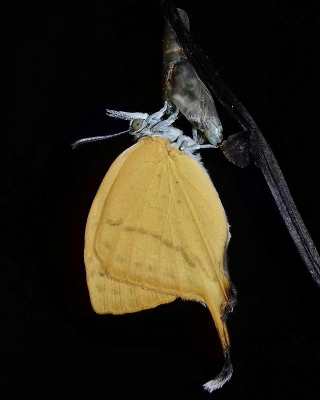 BOI-pnm309
