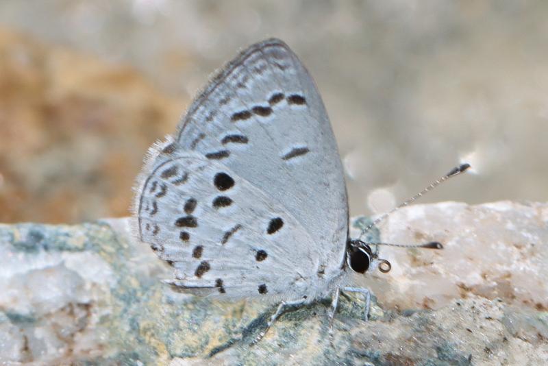 BOI-pnv371