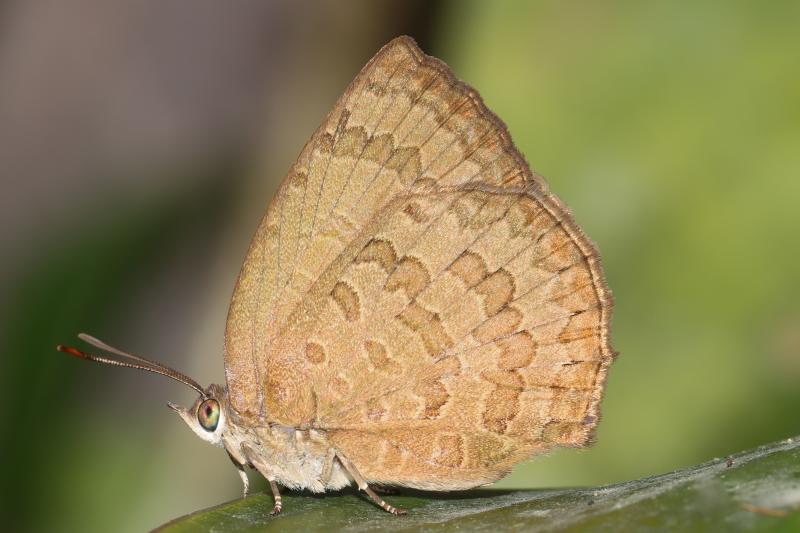BOI-pnv359