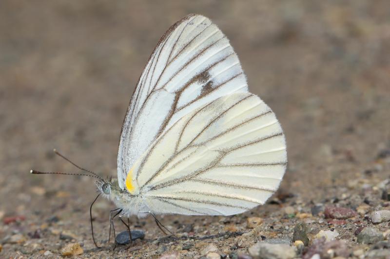 BOI-pnv332