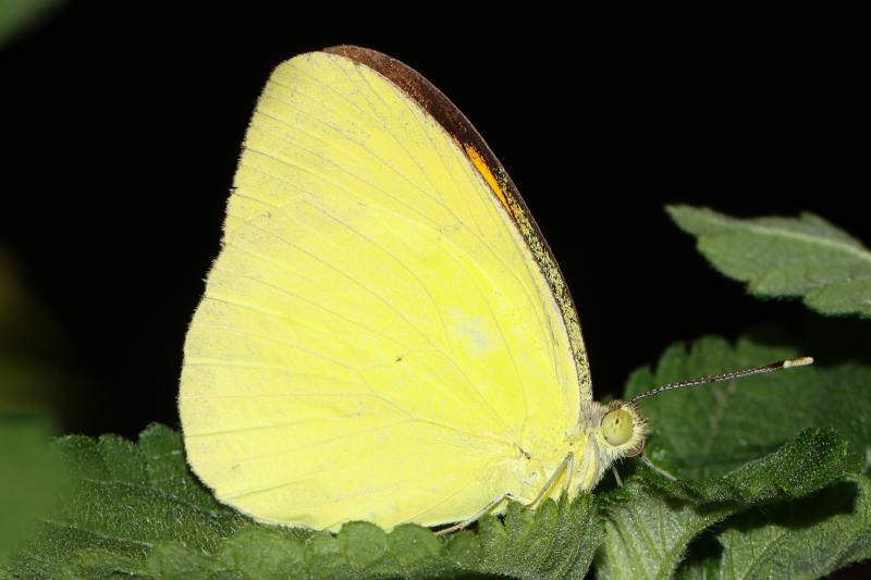BOI-ppr893