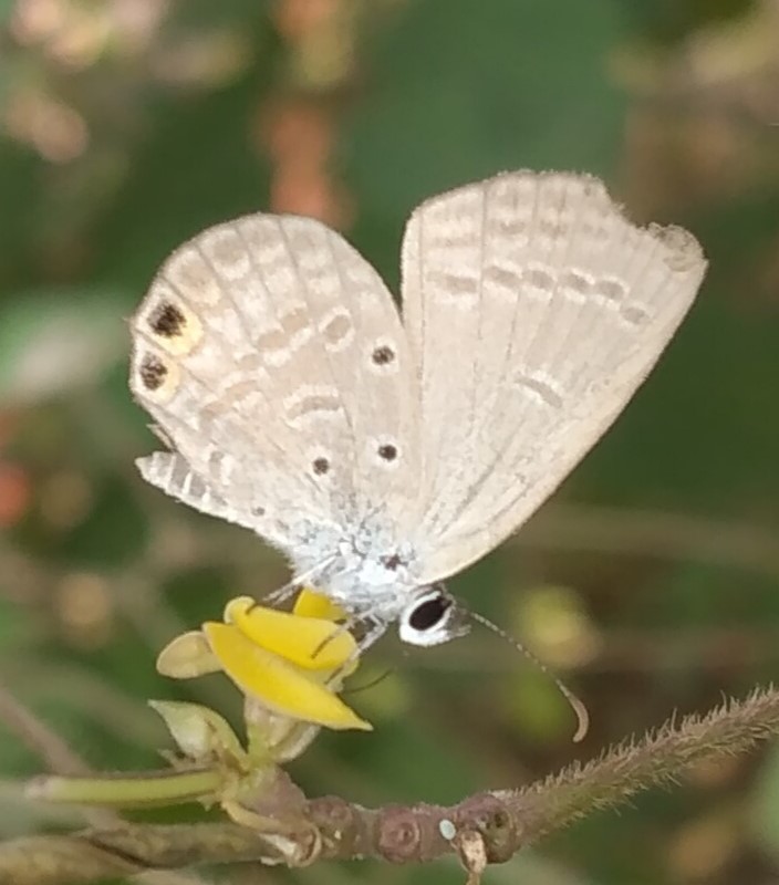 BOI-pnu662