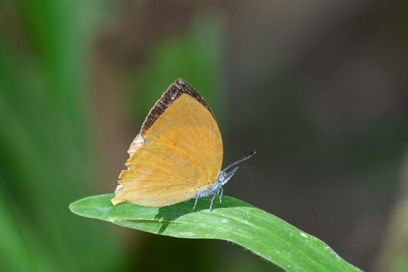 BOI-pnv992