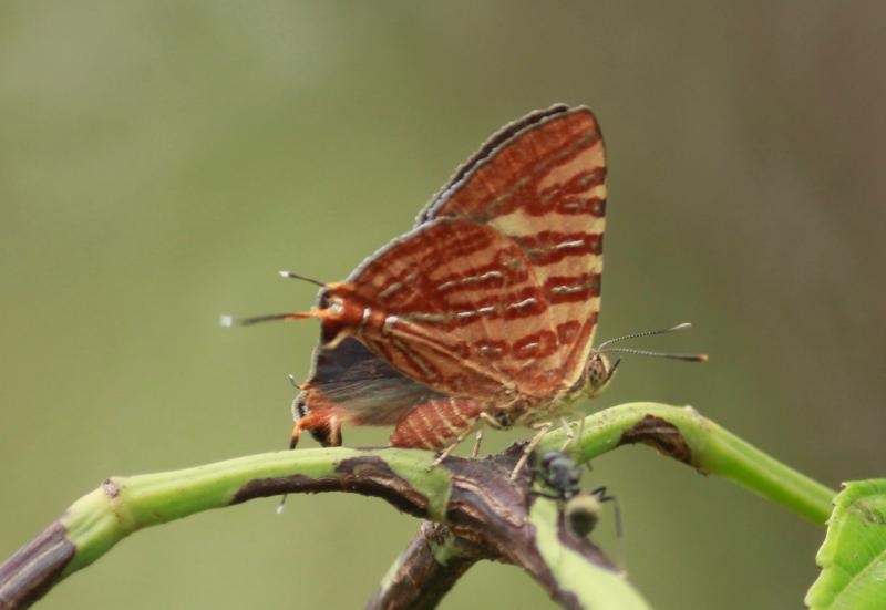 BOI-ppc584