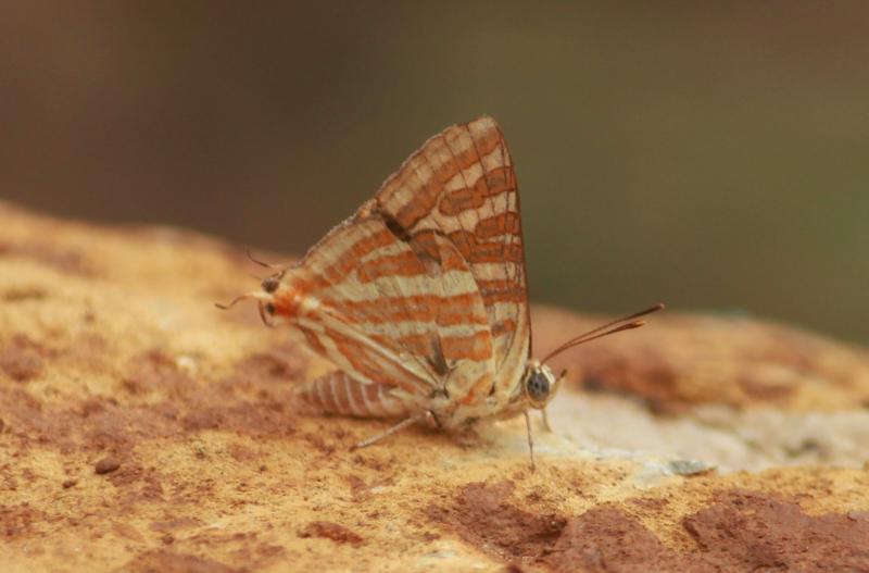 BOI-ppc579
