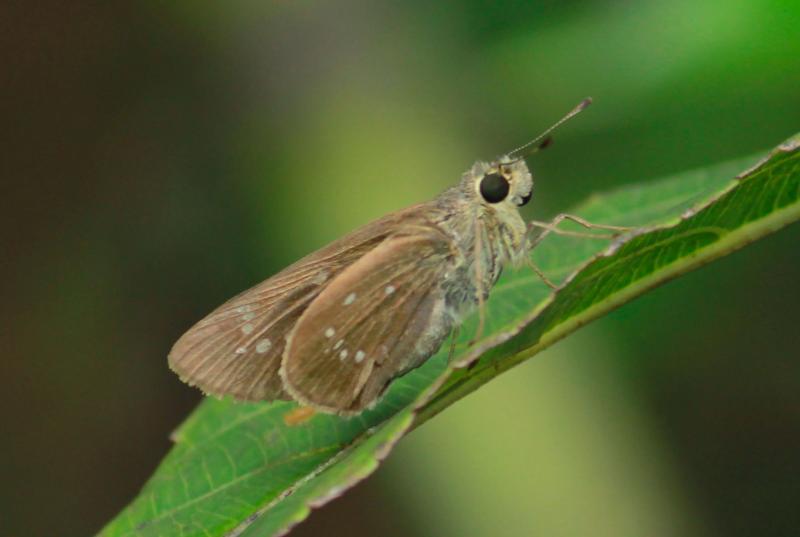 BOI-ppc570