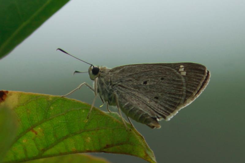 BOI-ppc566