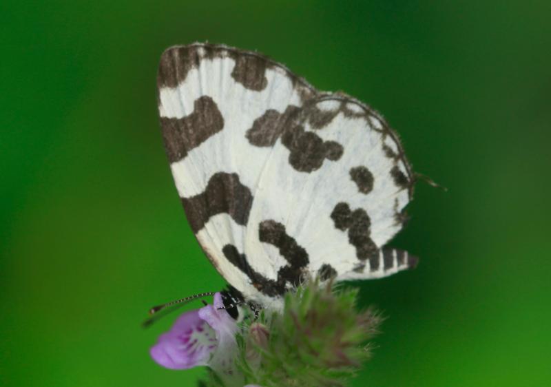 BOI-ppc544
