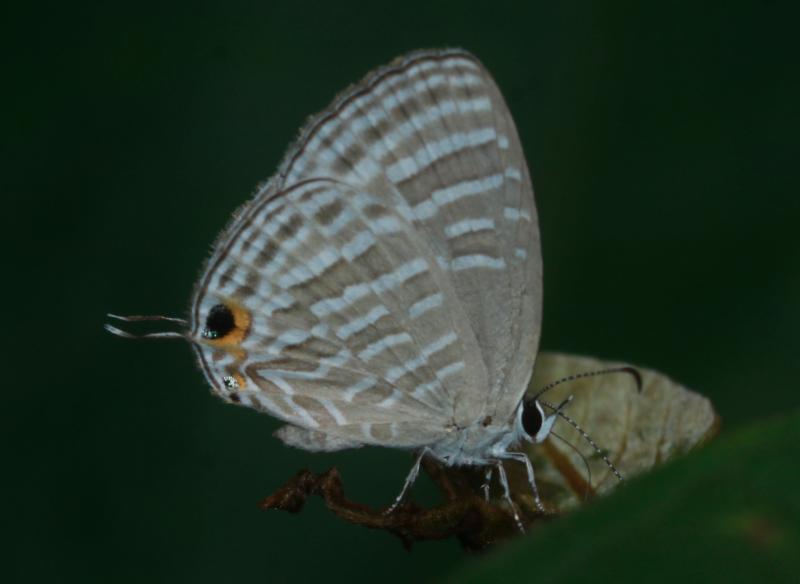 BOI-ppc508