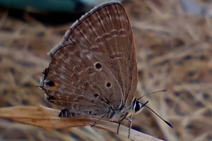 BOI-ppd446