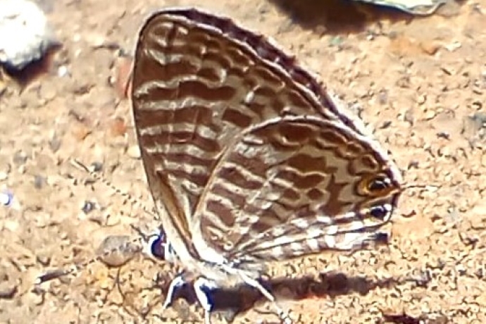 BOI-ppd567