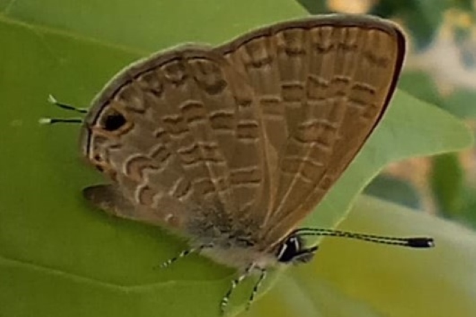 BOI-ppd563