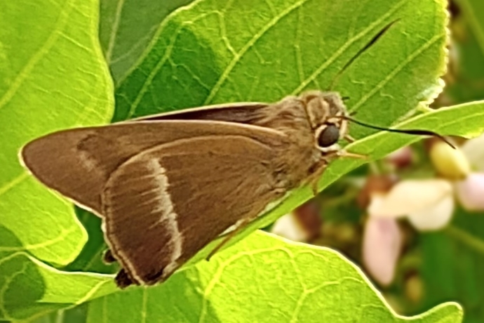 BOI-ppd564