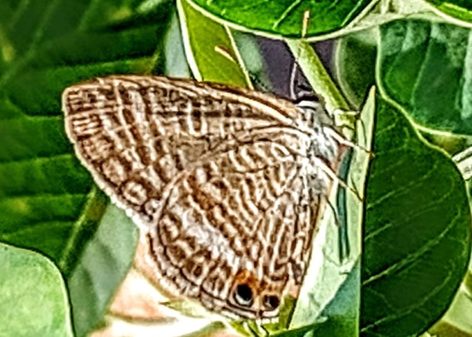 BOI-ppd587
