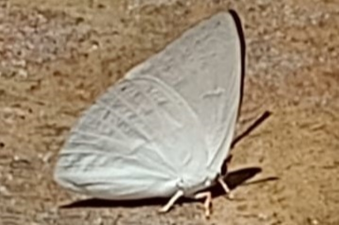 BOI-ppd949