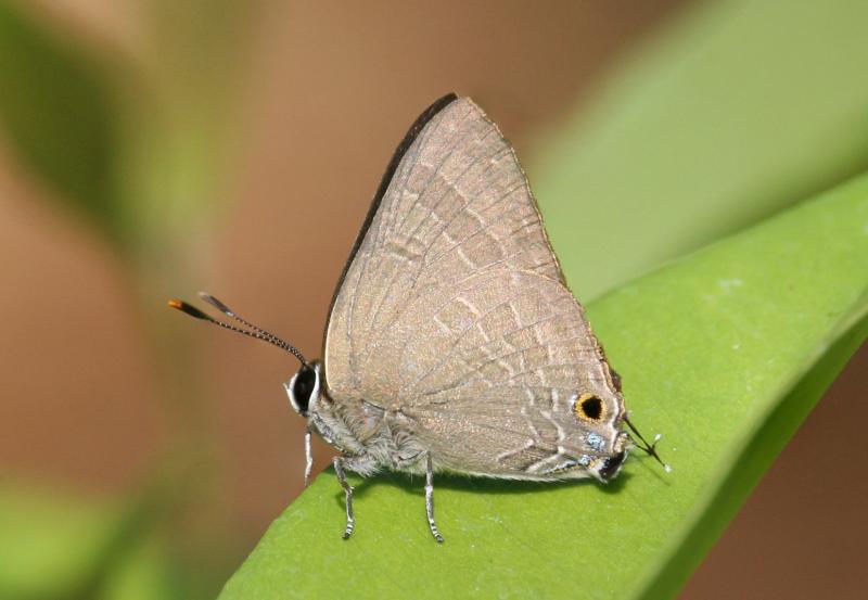 BOI-ppd554